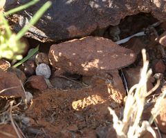 Trachypetrella anderssonii