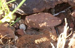 Trachypetrella anderssonii