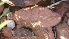 Trachypetrella anderssonii