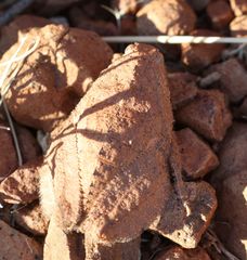 Trachypetrella anderssonii