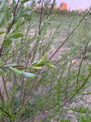 Salix