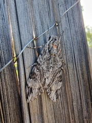 Agrius godarti