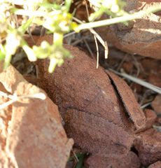 Trachypetrella anderssonii