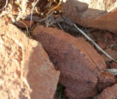 Trachypetrella anderssonii