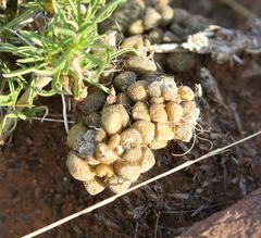 Anacampseros filamentosa