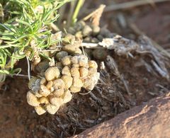 Anacampseros filamentosa