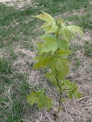 Acer negundo