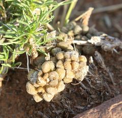 Anacampseros filamentosa