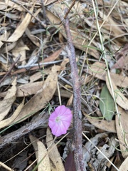 Convolvulus remotus