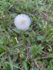 Tussilago farfara