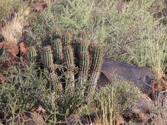 Euphorbia stellispina