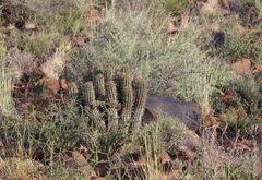 Euphorbia stellispina