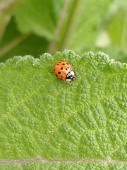 Harmonia axyridis