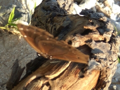 Euploea leucostictos