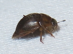 Amphicrossus ciliatus