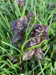 Ajuga reptans