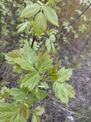Acer negundo