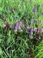 Ajuga reptans