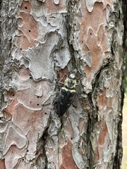 Chalcophora detrita