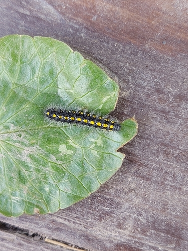 Scarlet Tiger, 953, Полесье Снт, Московская обл., Россия, 143340, photo 8 of 10