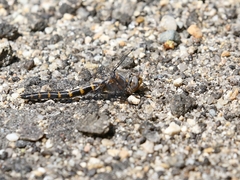 Williamsonia lintneri