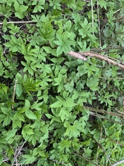 Aegopodium podagraria