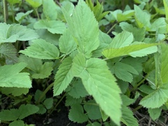 Aegopodium podagraria