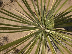 Yucca angustissima