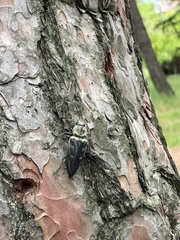 Chalcophora detrita