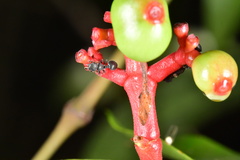 Cataulacus granulatus