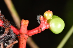 Cataulacus granulatus