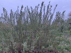 Salix
