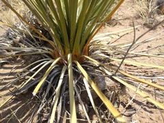 Yucca angustissima