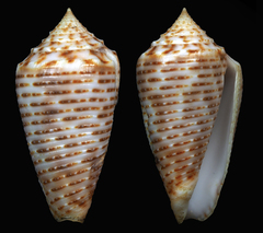 Conus cebuensis