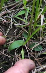 Spiranthes brevilabris