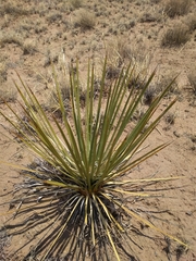 Yucca angustissima