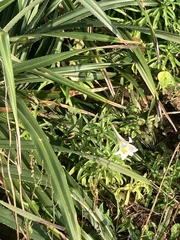 Lilium longiflorum scabrum