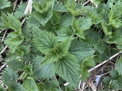 Urtica dioica
