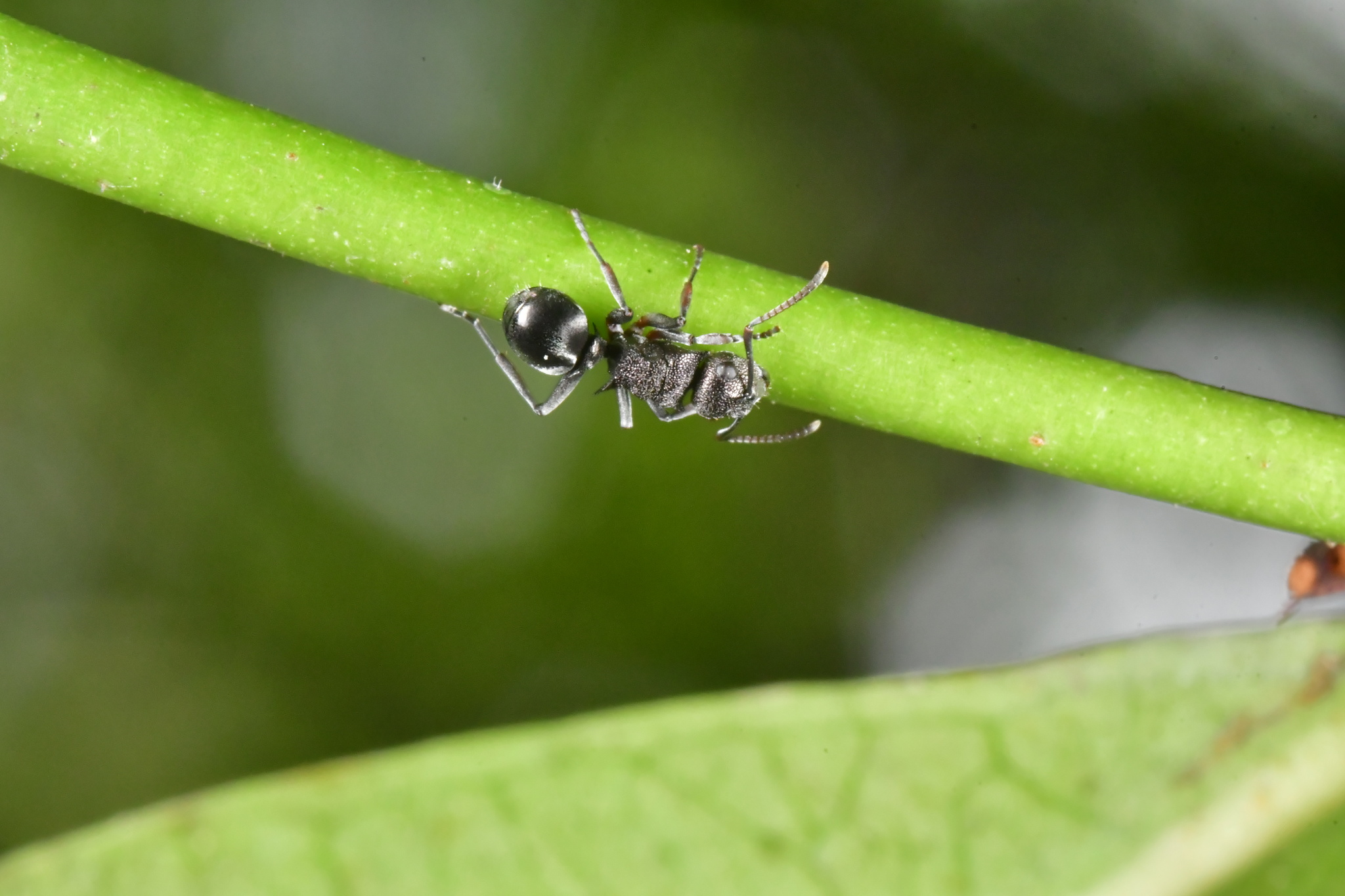 Polyrhachis thailandica