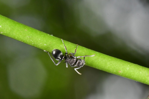 Polyrhachis thailandicaPolyrhachis thailandica