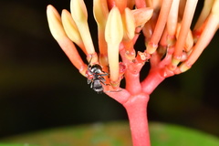 Polyrhachis thailandica