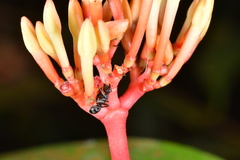 Polyrhachis thailandica