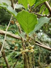 Actinidia callosa discolor