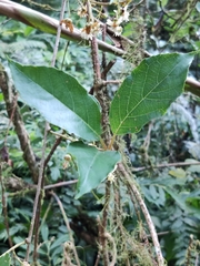 Actinidia callosa discolor