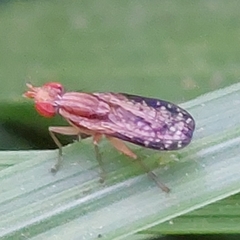 Trypetoptera canadensis