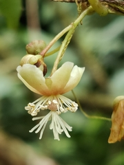 Actinidia callosa discolor