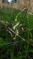 Spiranthes brevilabris