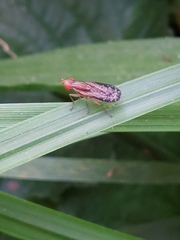 Trypetoptera canadensis
