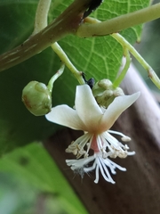 Actinidia callosa discolor