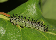 Periclista pubescens